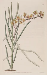 Cleisostoma simondii（syn。Vanda teretifoliaとして）のイラスト